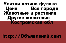 Улитки патина фулика › Цена ­ 10 - Все города Животные и растения » Другие животные   . Костромская обл.